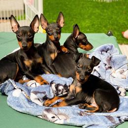 Ibizan Hound and Manchester Terrier Puppies from Dugualla