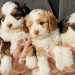 Aussiedoodles, Bernedoodles, and Goldendoodles from Doodlesfriend