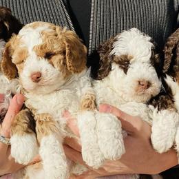 Aussiedoodles, Bernedoodles, and Goldendoodles from Doodlesfriend