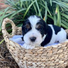 Rome - Black white and tan male English Springer Spaniel puppy in Swainsboro, Georgia from Sweet Georgia Springers