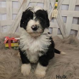 Hulk - Black and white male Sheepadoodle puppy in Farley, Iowa from Iowa's Doodle Co.