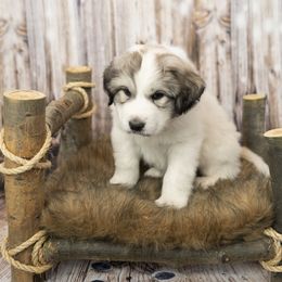 Blue Collar (Flagler) - White Great Pyrenees puppy in Colorado from EverestSnow Pyrenees