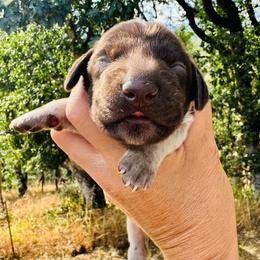 Little Moonlight - Liver roan female German Shorthaired Pointer puppy in Redding, California from Macushla Kennel