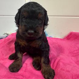 Girl 6 - Black female Labradoodle puppy in Bakersfield, California from Shelly Lynn