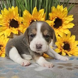 Blue tri female (White) - Blue tan and white female Beagle puppy in Spring Branch, Texas from Lost Trail Kennels