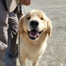 Cassidy - Golden Retriever