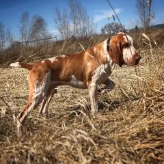 Bracco Italiano and German Wirehaired Pointer All Grown Up from Claddagh Kennel