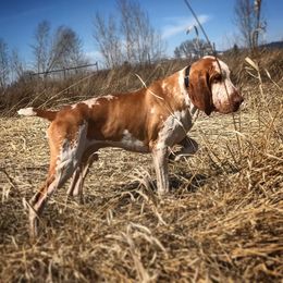 Bracco Italiano and German Wirehaired Pointer All Grown Up from Claddagh Kennel