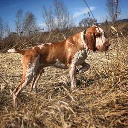 Bracco Italiano and German Wirehaired Pointer All Grown Up from Claddagh Kennel