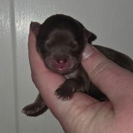 First - Chocolate and tan female Pomeranian puppy in Creswell, North Carolina from Grace's Poms🐾💕
