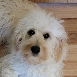 Baylee - Goldendoodle