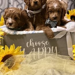 Cavapoo puppies from Brookstone Cavapoos