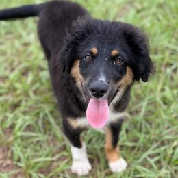 Red - Black tri male Miniature Australian Shepherd puppy in 32046, Florida from River Hill Ranch