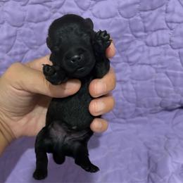 Barkley - Brindle male Scottish Terrier puppy in Stanford, Kentucky from Bluegrass Scottish Terriers