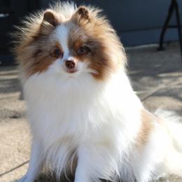Presley - Pomeranian