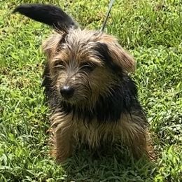 Black and Tan Boy - Black and tan male Norfolk Terrier puppy in Bristol, Tennessee from Holston Hollow Farm