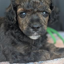 Green Boy - Sable male Poodle puppy in Hillsboro, Illinois from Sarah's Poodles