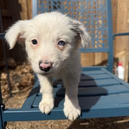 Phoenix - Blue merle female Border Collie puppy in Mckinney, Texas from Border Collies of Ruidoso