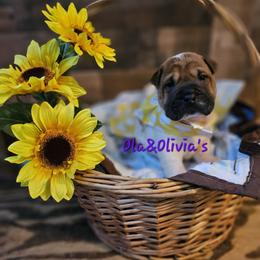 Chinese Shar-Pei Puppies from Zoey's Waggly Tails