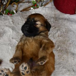Drago - Wheaten male Soft Coated Wheaten Terrier puppy in Kirksville, Missouri from BellSharps Australian Shepherds