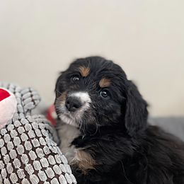 Miss Yellow - Bernedoodle puppy in Seattle, Washington from Mochi Bernedoodles
