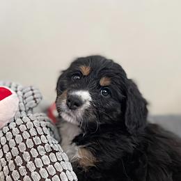 Miss Yellow - Bernedoodle puppy in Seattle, Washington from Mochi Bernedoodles