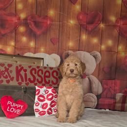 Orange girl - Apricot female Labradoodle puppy in El Paso, Texas from My Cuddly Doodles