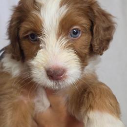 Churro - Brown and white female Aussiedoodle puppy in Lithia, Florida from Waterford Doodle Farm