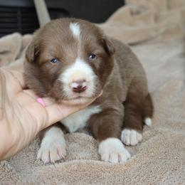 Blue Collar - Red male Border Collie puppy in Courtland, Alabama from C Bar C Ranch Border Collies