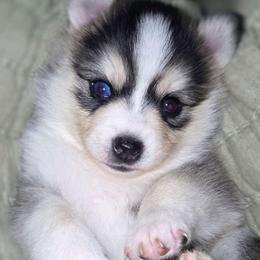 Clove (Yellow Collar) - Silver and white female Pomsky puppy in Kennewick, Washington from Nebula Ranch Pomskies