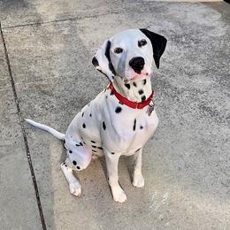 Dalmatian All Grown Up from Gateway Farm Dalmatians