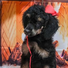 Moooooo - Lavender - Brindle female Poodle puppy in Springfield, Oregon from Valaurah Farms