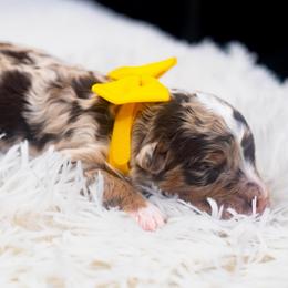 Snickers - Chocolate merle male Bernedoodle puppy in Richmond, Texas from Harper’s Heartbeats