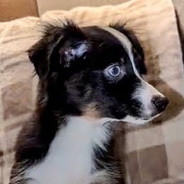 Phil Anselmo - Black tri male Toy Australian Shepherd puppy in Shepherd, Texas from GAMALA Farm & Kennels