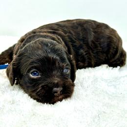 Blue collar boy - Brown and tan male Cockapoo puppy in Oologah, Oklahoma from Timber Hills Poodles and Doodles