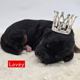 Lovey - Tri-color female Bernedoodle puppy in Neillsville, Wisconsin from Granton Creek