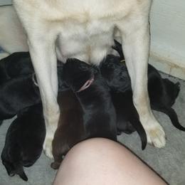 Labrador Retriever Puppies from Copper Creek Outfitters and Kennel