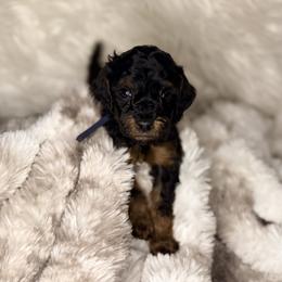 Mochi - Phantom male Poodle puppy in Allentown, Pennsylvania from Poodles Are Mixy