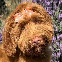 Charlie - Australian Labradoodle