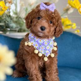 Lady - Red  female Goldendoodle puppy in Yuciapa, California from AlltheDoodlez_