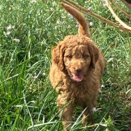 Peaches - Caramel red female Labradoodle puppy in Montrose, Colorado from Ithilien Labradoodles
