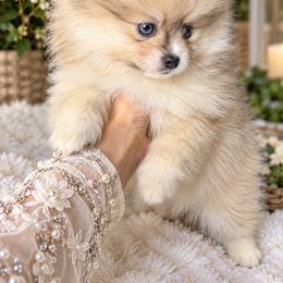 Vienna - Cream sable female Pomeranian puppy in Grand Prairie, Texas from D’ Pomlovers