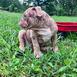 Tex - Fawn and white male Olde English Bulldogge puppy in Camdenton, Missouri from Mule Pool Olde English Bulldogges