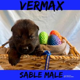Vermax - Sable male German Shepherd puppy in Lewisburg, Kentucky from RED’s German Shepherds