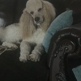 Cooper - Poodle