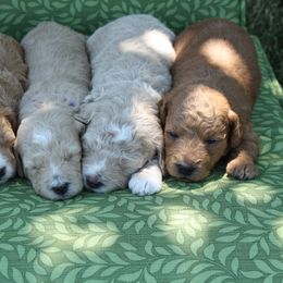 Goldendoodle Puppies from Delaryedoodles