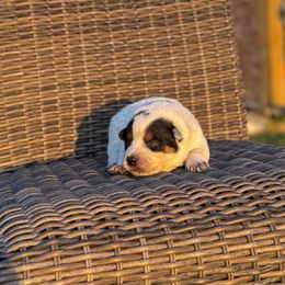 N-2 - Blue speckled male Australian Cattle Dog puppy in Spokane, Washington from 4D Cattle Dogs