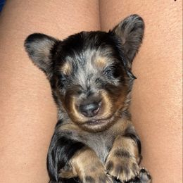 Black and tan dapple male (1) - Dapple male Dachshund puppy in Wichita Falls, Texas from Texoma Doxies