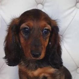 Dachshunds from Luvindoxys4u