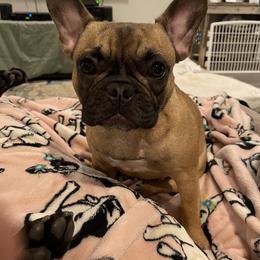 French Bulldog Puppies from Peaceful Prayers French Bulldogs